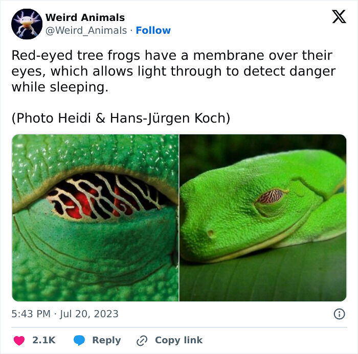 105 Fantastical Animals You Probably Won’t Believe Exist (New Pics) 105 Fantastical Animals You Probably Won’t Believe Exist (New Pics)