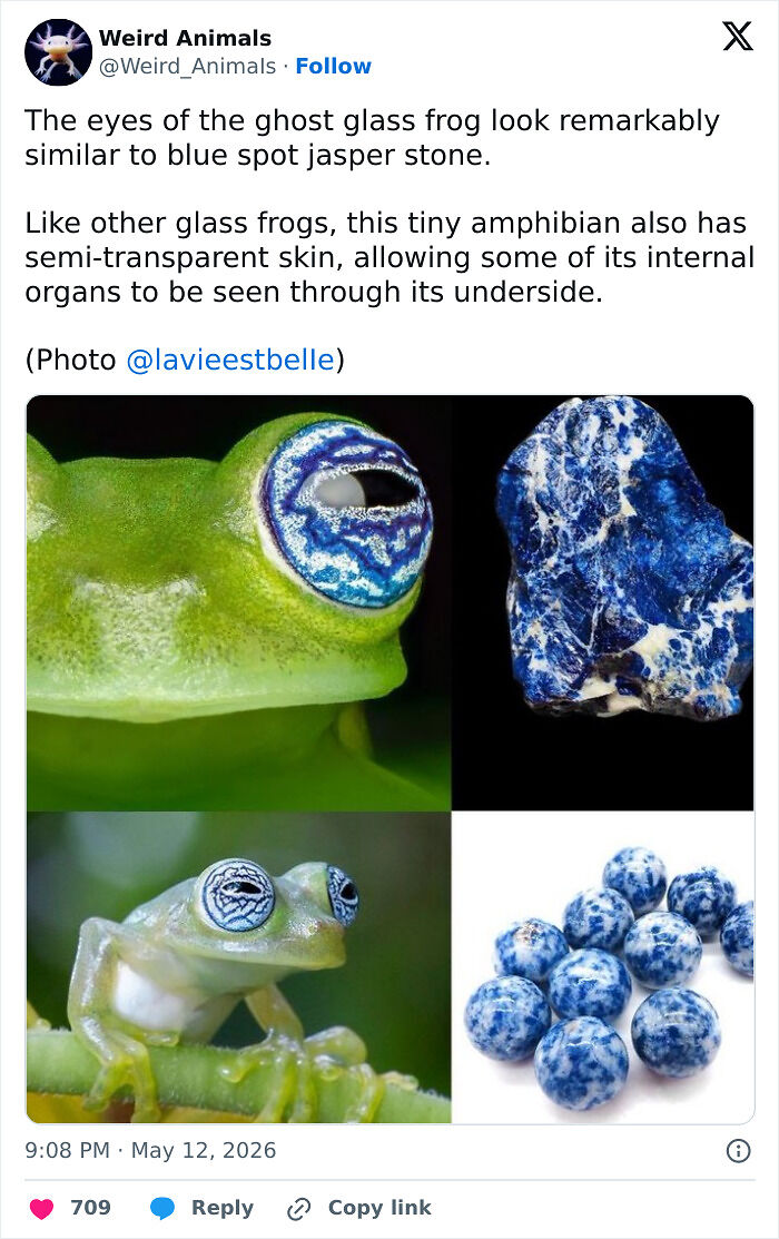 105 Fantastical Animals You Probably Won’t Believe Exist (New Pics) 105 Fantastical Animals You Probably Won’t Believe Exist (New Pics)