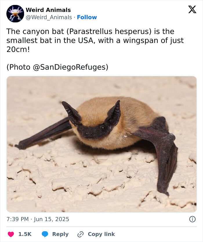 105 Fantastical Animals You Probably Won’t Believe Exist (New Pics) 105 Fantastical Animals You Probably Won’t Believe Exist (New Pics)