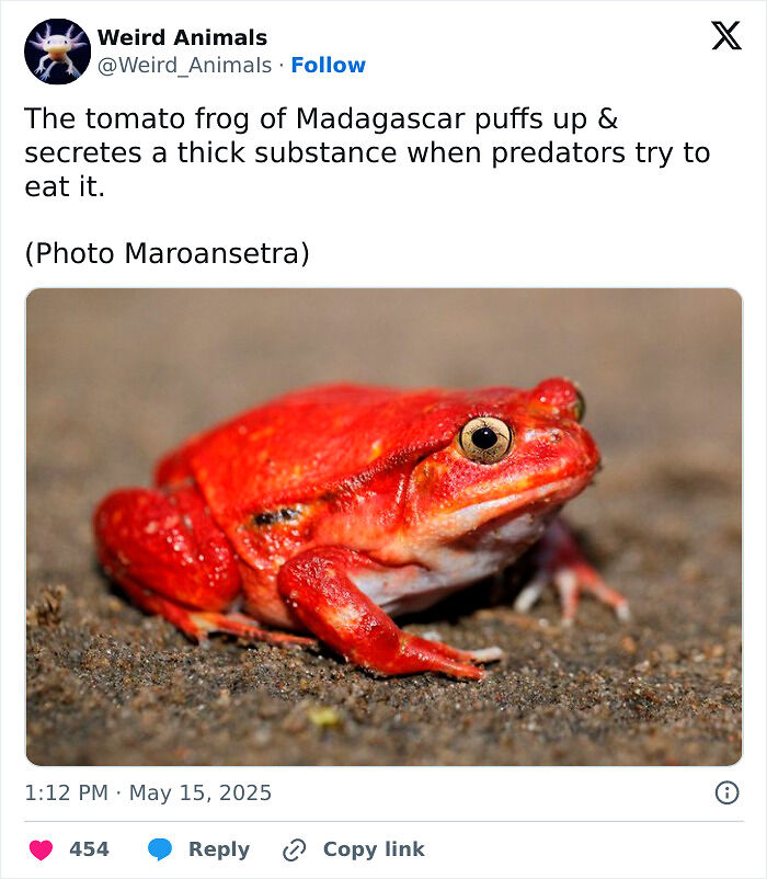105 Fantastical Animals You Probably Won’t Believe Exist (New Pics) 105 Fantastical Animals You Probably Won’t Believe Exist (New Pics)