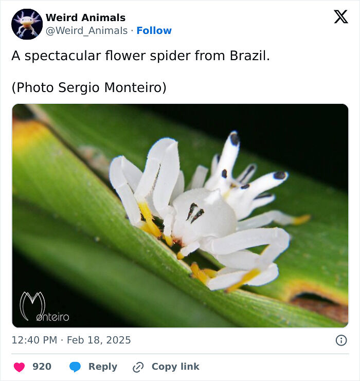 105 Fantastical Animals You Probably Won’t Believe Exist (New Pics) 105 Fantastical Animals You Probably Won’t Believe Exist (New Pics)