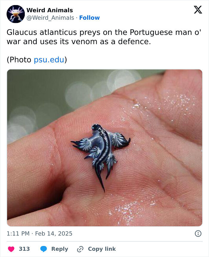 105 Fantastical Animals You Probably Won’t Believe Exist (New Pics) 105 Fantastical Animals You Probably Won’t Believe Exist (New Pics)