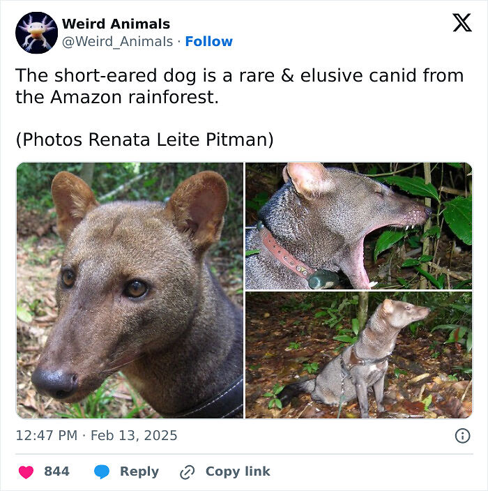 105 Fantastical Animals You Probably Won’t Believe Exist (New Pics) 105 Fantastical Animals You Probably Won’t Believe Exist (New Pics)