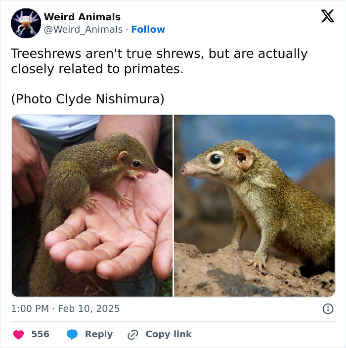 105 Fantastical Animals You Probably Won’t Believe Exist (New Pics) 105 Fantastical Animals You Probably Won’t Believe Exist (New Pics)