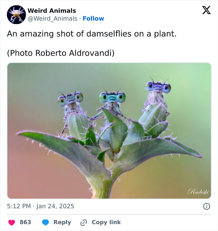 105 Fantastical Animals You Probably Won’t Believe Exist (New Pics) 105 Fantastical Animals You Probably Won’t Believe Exist (New Pics)