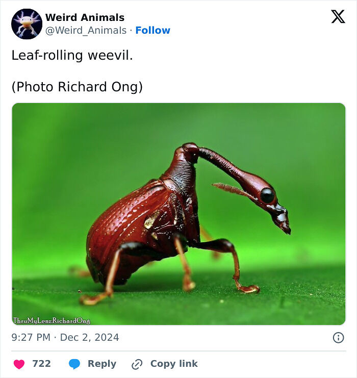 105 Fantastical Animals You Probably Won’t Believe Exist (New Pics) 105 Fantastical Animals You Probably Won’t Believe Exist (New Pics)