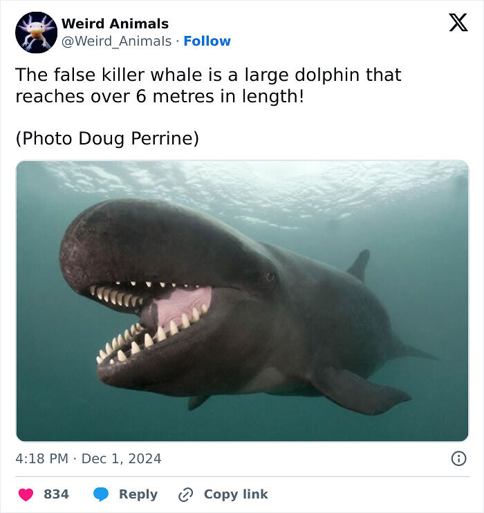 105 Fantastical Animals You Probably Won’t Believe Exist (New Pics) 105 Fantastical Animals You Probably Won’t Believe Exist (New Pics)