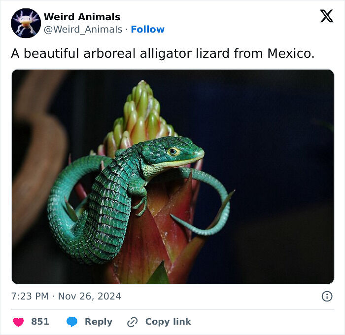105 Fantastical Animals You Probably Won’t Believe Exist (New Pics) 105 Fantastical Animals You Probably Won’t Believe Exist (New Pics)
