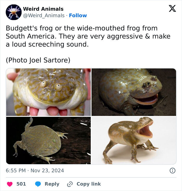 105 Fantastical Animals You Probably Won’t Believe Exist (New Pics) 105 Fantastical Animals You Probably Won’t Believe Exist (New Pics)