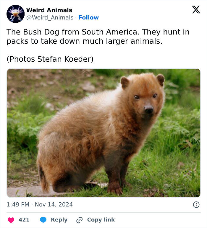 105 Fantastical Animals You Probably Won’t Believe Exist (New Pics) 105 Fantastical Animals You Probably Won’t Believe Exist (New Pics)