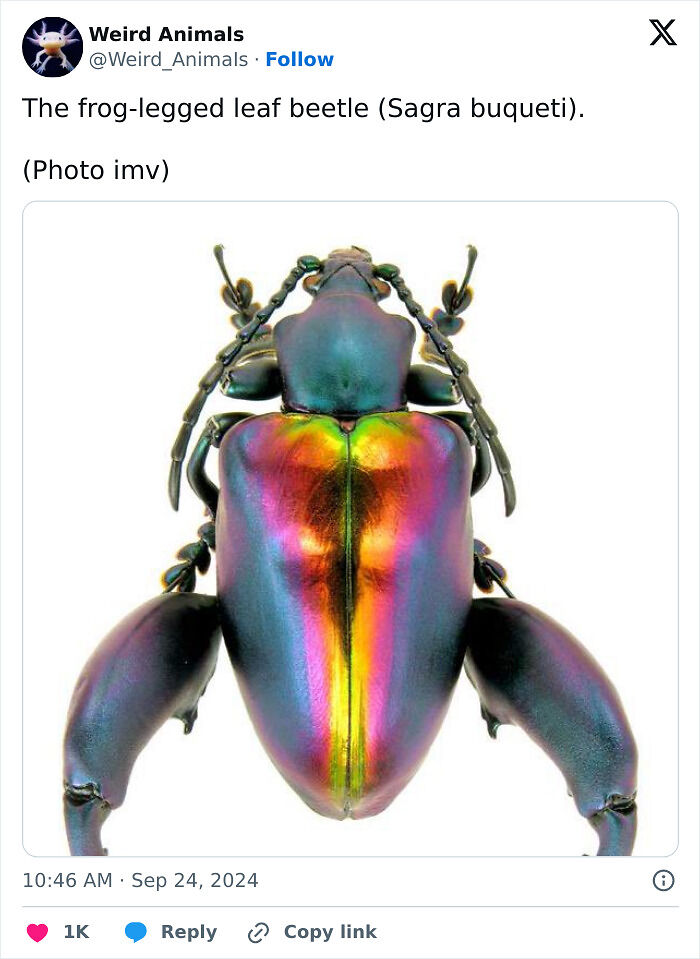 105 Fantastical Animals You Probably Won’t Believe Exist (New Pics) 105 Fantastical Animals You Probably Won’t Believe Exist (New Pics)