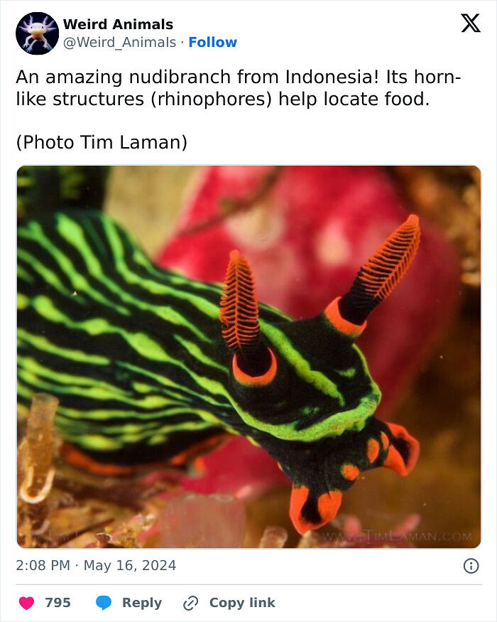 105 Fantastical Animals You Probably Won’t Believe Exist (New Pics) 105 Fantastical Animals You Probably Won’t Believe Exist (New Pics)