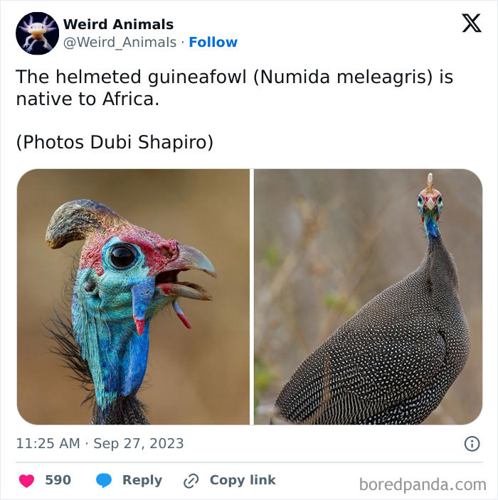 105 Fantastical Animals You Probably Won’t Believe Exist (New Pics) 105 Fantastical Animals You Probably Won’t Believe Exist (New Pics)