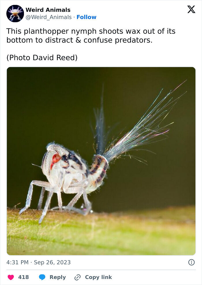 105 Fantastical Animals You Probably Won’t Believe Exist (New Pics) 105 Fantastical Animals You Probably Won’t Believe Exist (New Pics)