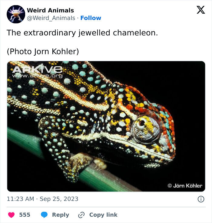 105 Fantastical Animals You Probably Won’t Believe Exist (New Pics) 105 Fantastical Animals You Probably Won’t Believe Exist (New Pics)