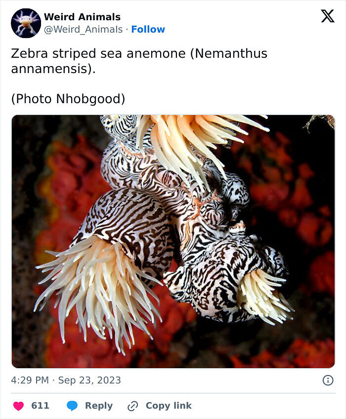 105 Fantastical Animals You Probably Won’t Believe Exist (New Pics) 105 Fantastical Animals You Probably Won’t Believe Exist (New Pics)