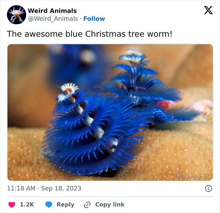 105 Fantastical Animals You Probably Won’t Believe Exist (New Pics) 105 Fantastical Animals You Probably Won’t Believe Exist (New Pics)