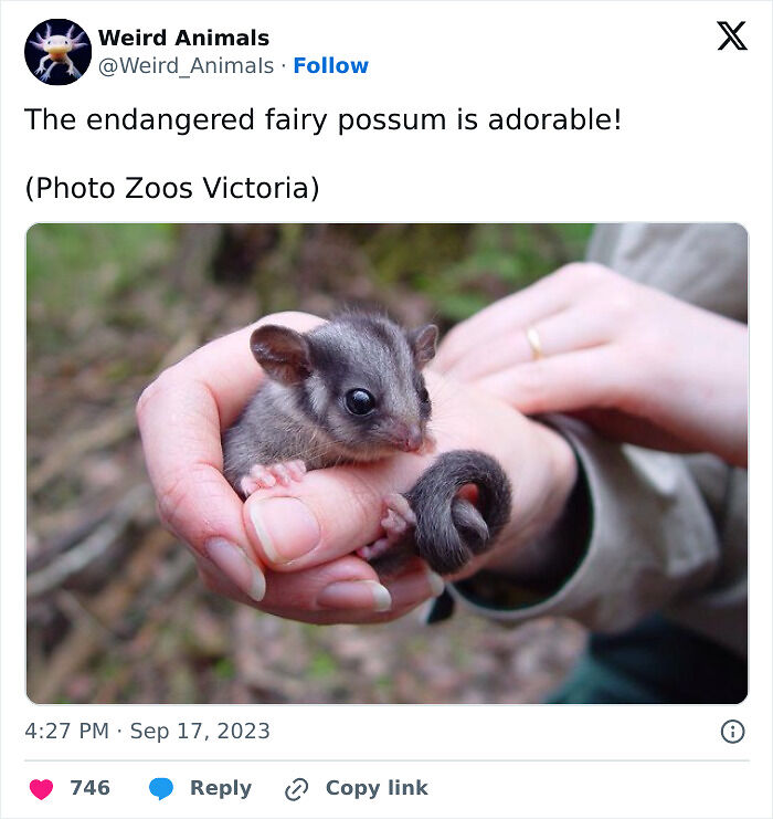 105 Fantastical Animals You Probably Won’t Believe Exist (New Pics) 105 Fantastical Animals You Probably Won’t Believe Exist (New Pics)