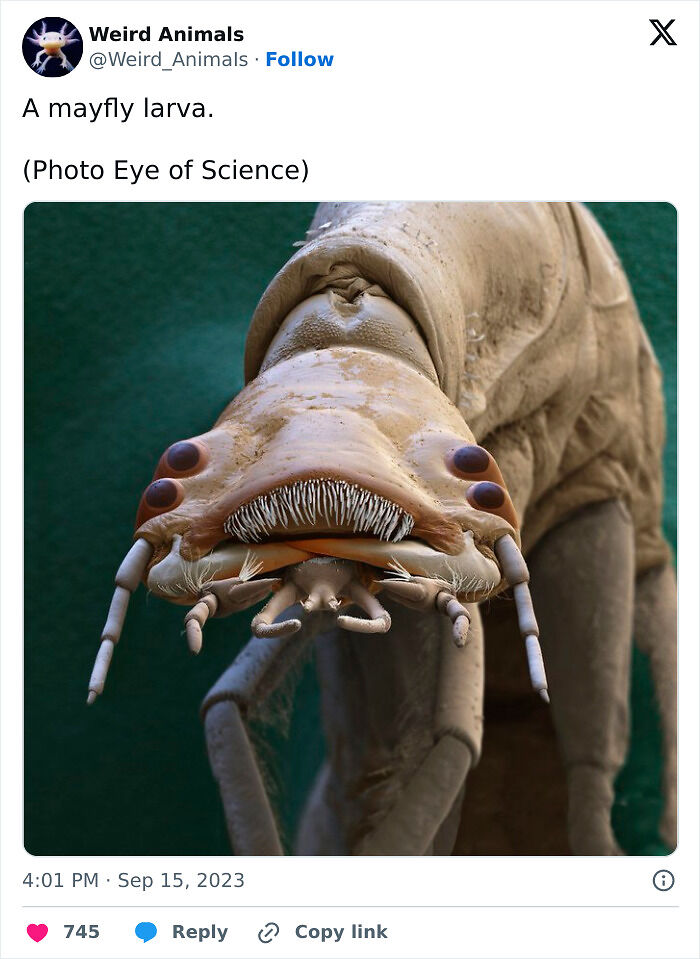 105 Fantastical Animals You Probably Won’t Believe Exist (New Pics) 105 Fantastical Animals You Probably Won’t Believe Exist (New Pics)