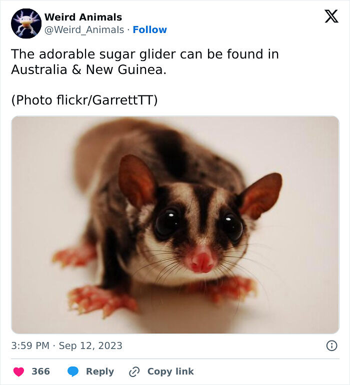 105 Fantastical Animals You Probably Won’t Believe Exist (New Pics) 105 Fantastical Animals You Probably Won’t Believe Exist (New Pics)