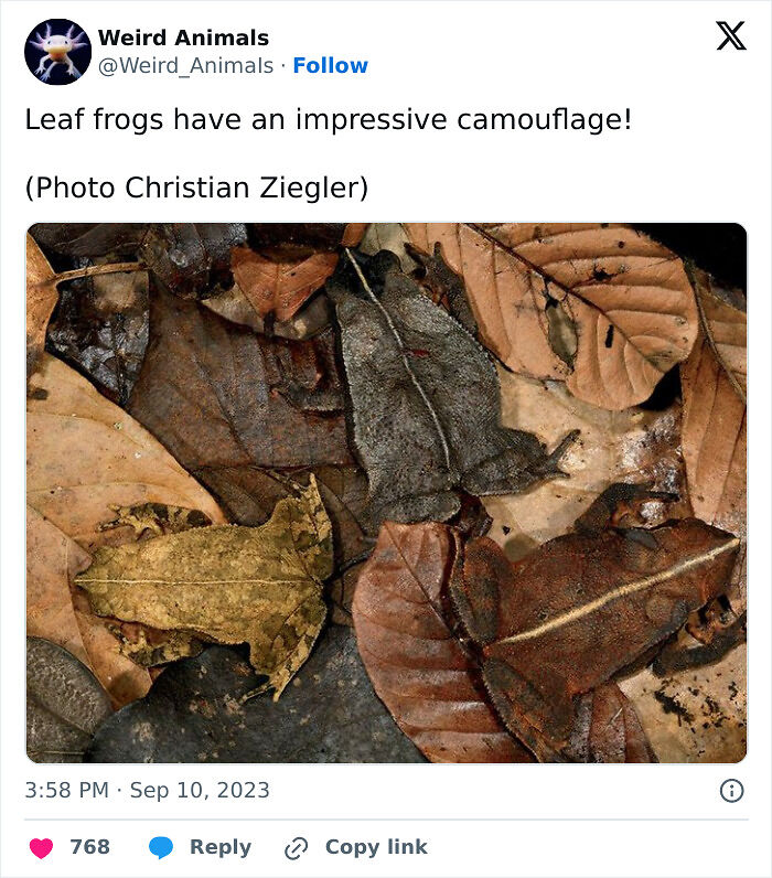 105 Fantastical Animals You Probably Won’t Believe Exist (New Pics) 105 Fantastical Animals You Probably Won’t Believe Exist (New Pics)
