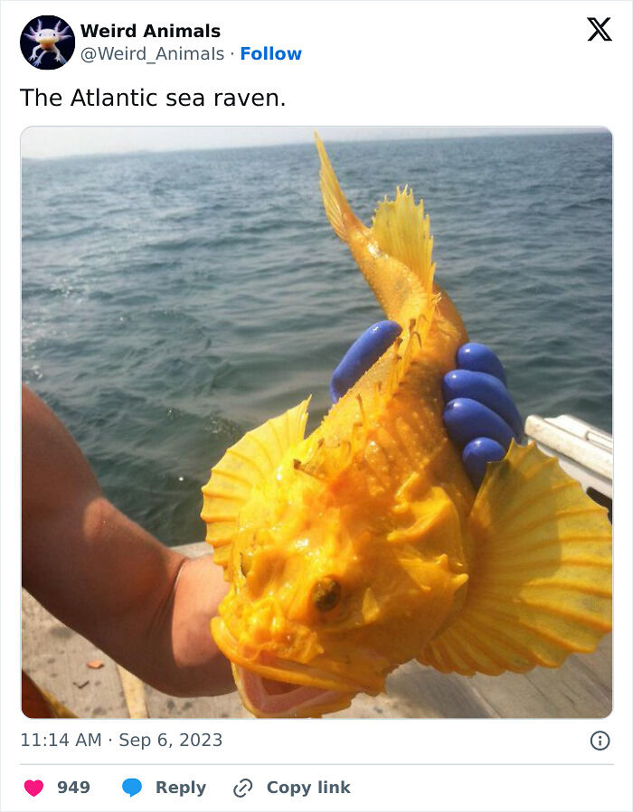 105 Fantastical Animals You Probably Won’t Believe Exist (New Pics) 105 Fantastical Animals You Probably Won’t Believe Exist (New Pics)