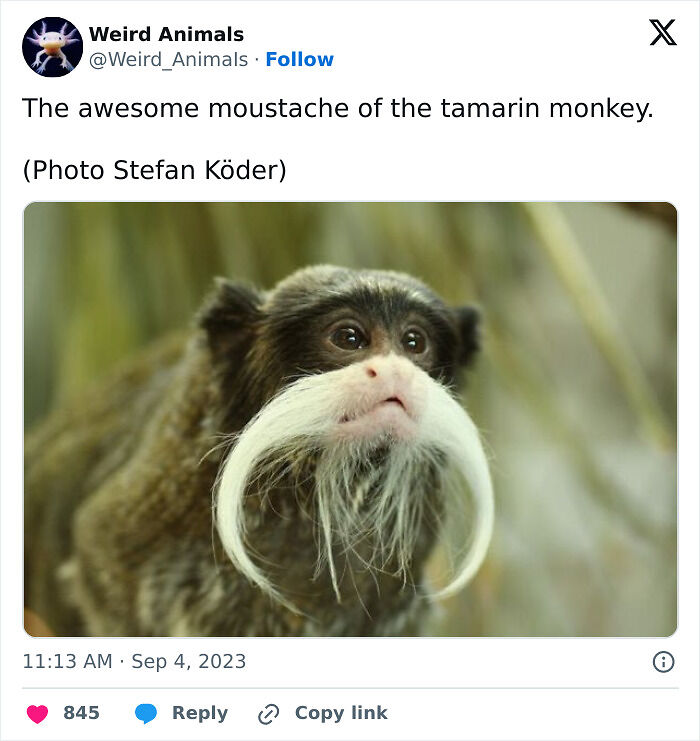 105 Fantastical Animals You Probably Won’t Believe Exist (New Pics) 105 Fantastical Animals You Probably Won’t Believe Exist (New Pics)