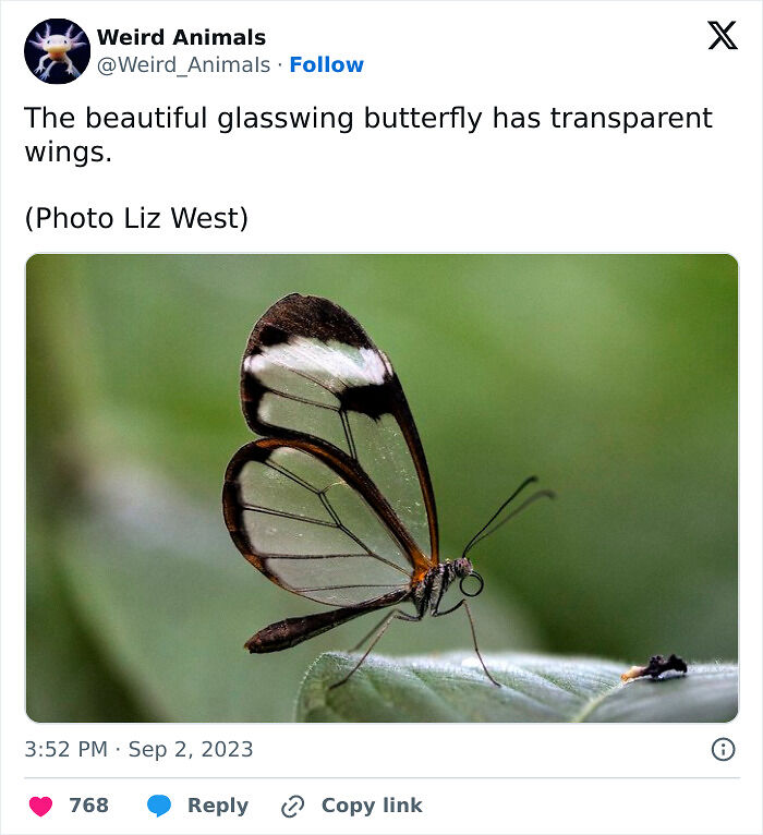 105 Fantastical Animals You Probably Won’t Believe Exist (New Pics) 105 Fantastical Animals You Probably Won’t Believe Exist (New Pics)