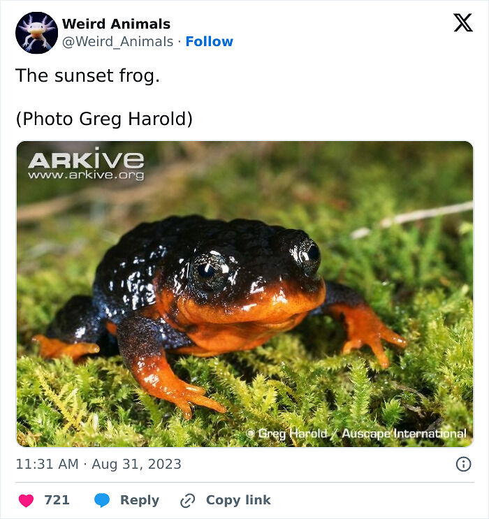 105 Fantastical Animals You Probably Won’t Believe Exist (New Pics) 105 Fantastical Animals You Probably Won’t Believe Exist (New Pics)