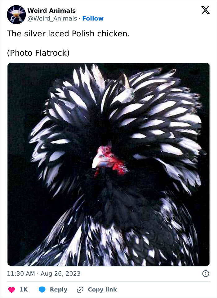 105 Fantastical Animals You Probably Won’t Believe Exist (New Pics) 105 Fantastical Animals You Probably Won’t Believe Exist (New Pics)