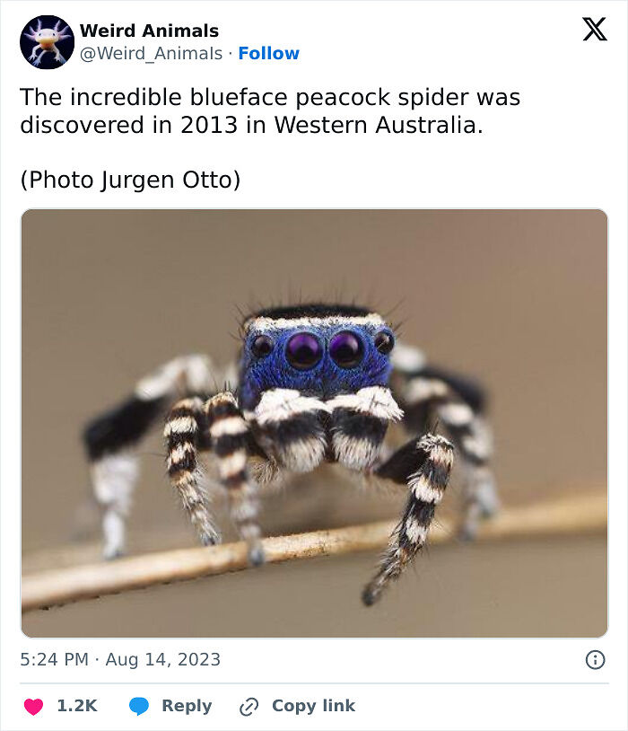 105 Fantastical Animals You Probably Won’t Believe Exist (New Pics) 105 Fantastical Animals You Probably Won’t Believe Exist (New Pics)