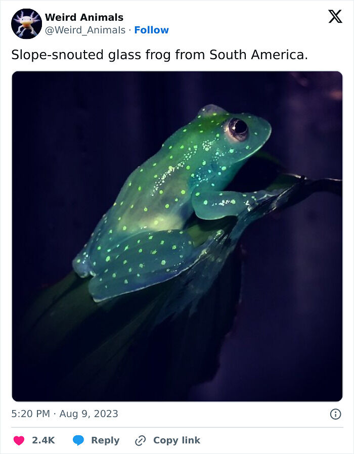 105 Fantastical Animals You Probably Won’t Believe Exist (New Pics) 105 Fantastical Animals You Probably Won’t Believe Exist (New Pics)