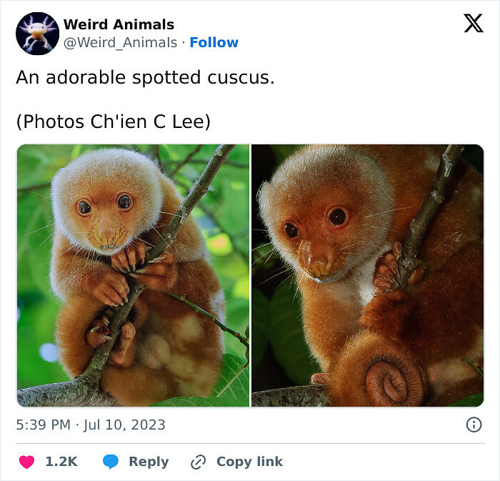 105 Fantastical Animals You Probably Won’t Believe Exist (New Pics) 105 Fantastical Animals You Probably Won’t Believe Exist (New Pics)