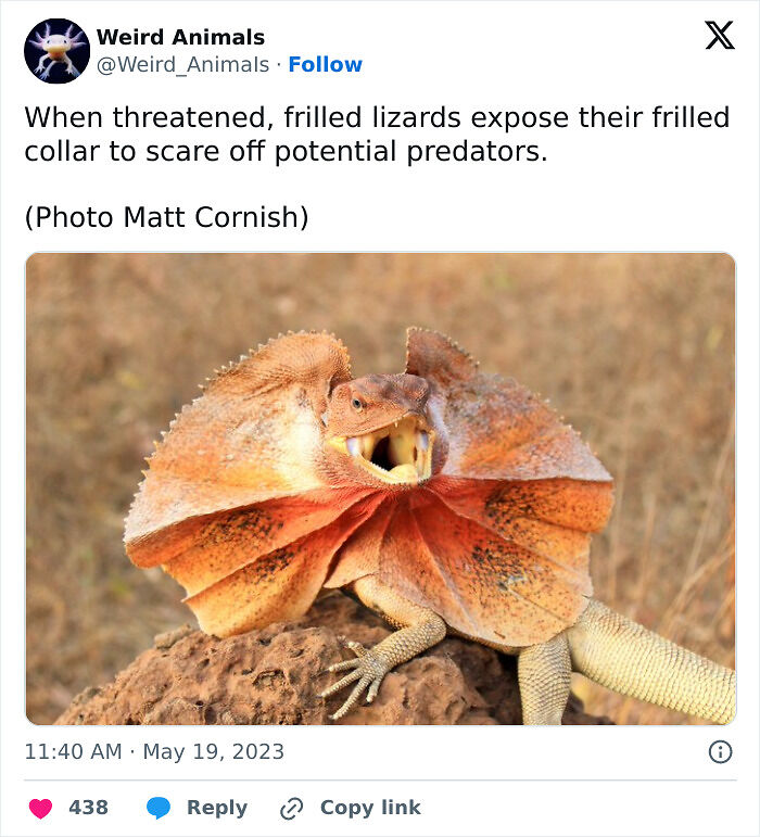 105 Fantastical Animals You Probably Won’t Believe Exist (New Pics) 105 Fantastical Animals You Probably Won’t Believe Exist (New Pics)