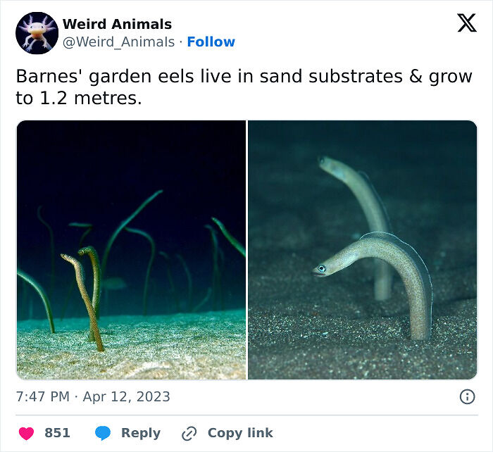 105 Fantastical Animals You Probably Won’t Believe Exist (New Pics) 105 Fantastical Animals You Probably Won’t Believe Exist (New Pics)