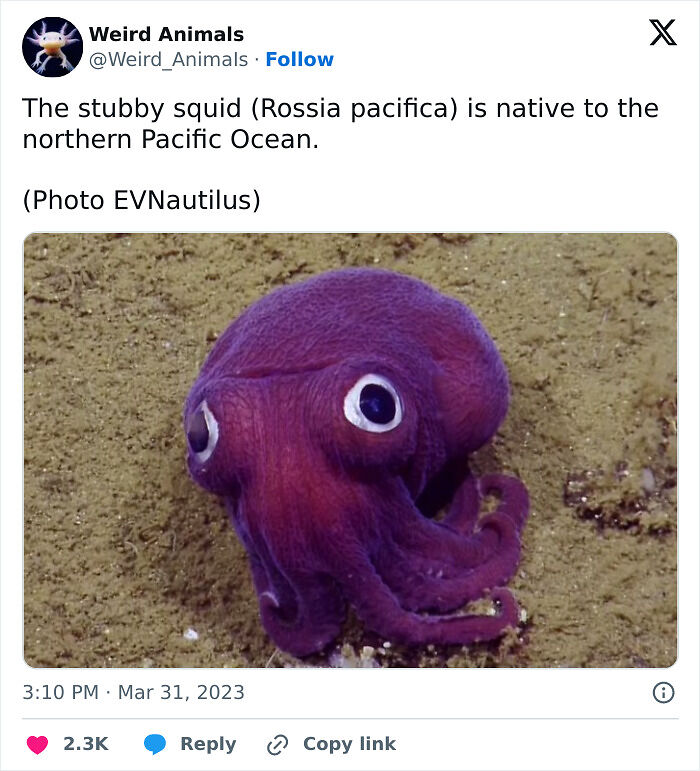 105 Fantastical Animals You Probably Won’t Believe Exist (New Pics) 105 Fantastical Animals You Probably Won’t Believe Exist (New Pics)