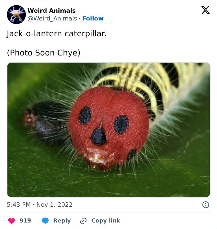 105 Fantastical Animals You Probably Won’t Believe Exist (New Pics) 105 Fantastical Animals You Probably Won’t Believe Exist (New Pics)