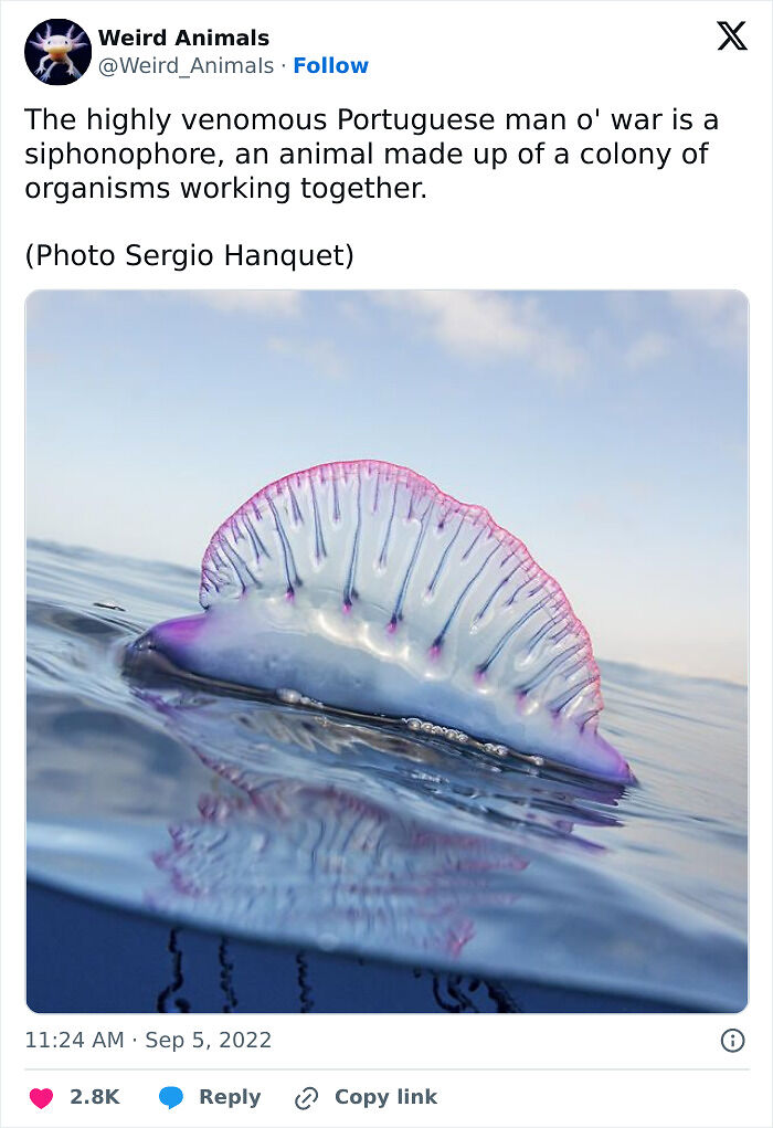 105 Fantastical Animals You Probably Won’t Believe Exist (New Pics) 105 Fantastical Animals You Probably Won’t Believe Exist (New Pics)