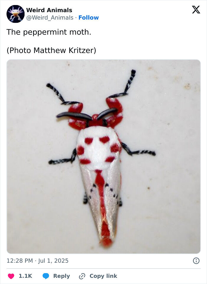 105 Fantastical Animals You Probably Won’t Believe Exist (New Pics) 105 Fantastical Animals You Probably Won’t Believe Exist (New Pics)