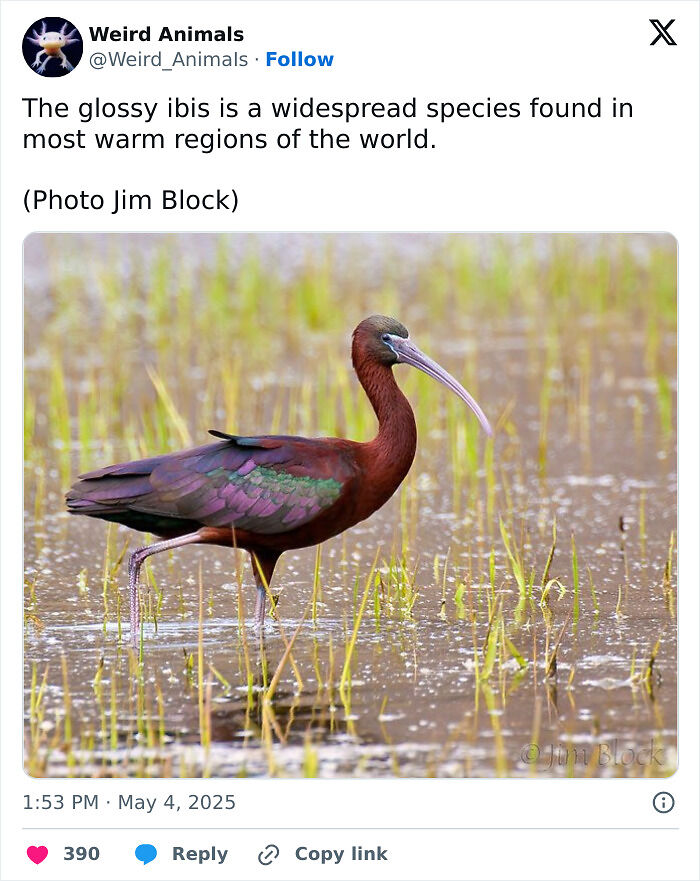 105 Fantastical Animals You Probably Won’t Believe Exist (New Pics) 105 Fantastical Animals You Probably Won’t Believe Exist (New Pics)