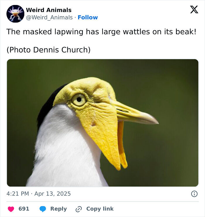 105 Fantastical Animals You Probably Won’t Believe Exist (New Pics) 105 Fantastical Animals You Probably Won’t Believe Exist (New Pics)