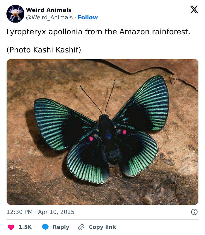 105 Fantastical Animals You Probably Won’t Believe Exist (New Pics) 105 Fantastical Animals You Probably Won’t Believe Exist (New Pics)