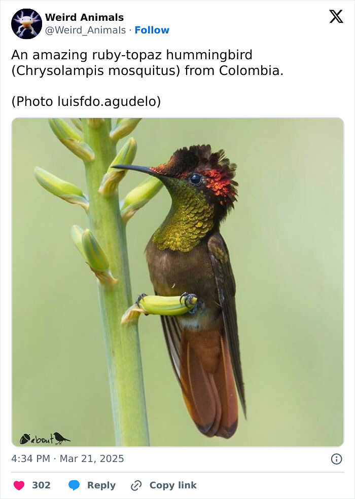 105 Fantastical Animals You Probably Won’t Believe Exist (New Pics) 105 Fantastical Animals You Probably Won’t Believe Exist (New Pics)