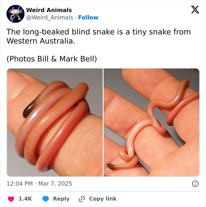 105 Fantastical Animals You Probably Won’t Believe Exist (New Pics) 105 Fantastical Animals You Probably Won’t Believe Exist (New Pics)
