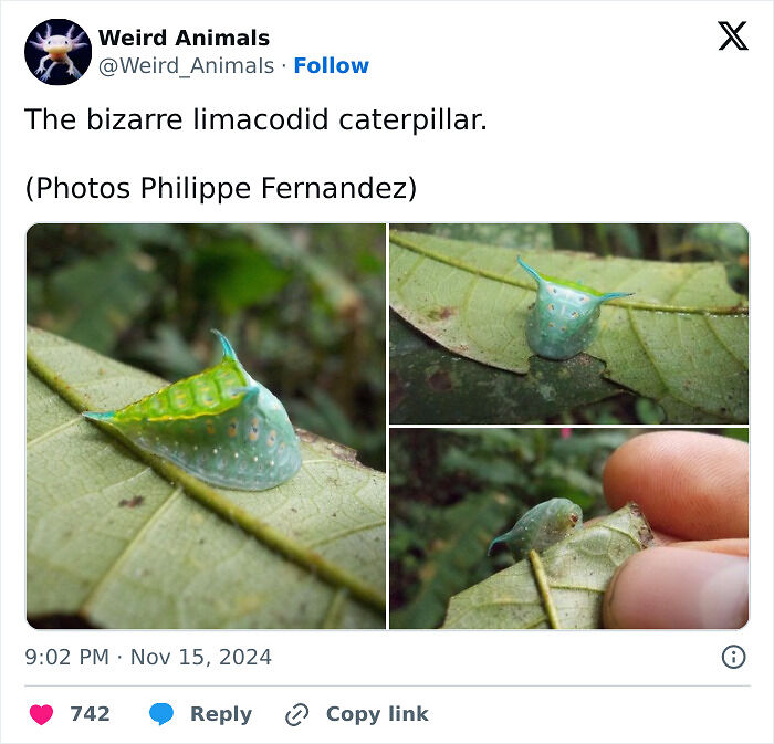 105 Fantastical Animals You Probably Won’t Believe Exist (New Pics) 105 Fantastical Animals You Probably Won’t Believe Exist (New Pics)