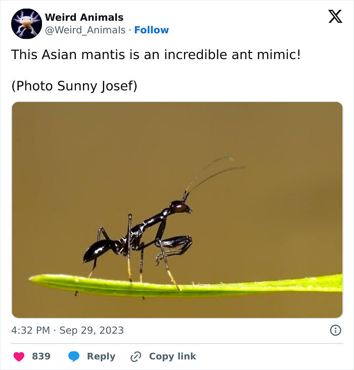 105 Fantastical Animals You Probably Won’t Believe Exist (New Pics) 105 Fantastical Animals You Probably Won’t Believe Exist (New Pics)
