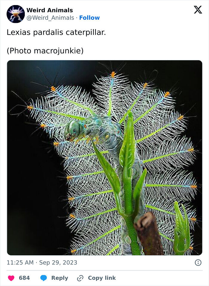 105 Fantastical Animals You Probably Won’t Believe Exist (New Pics) 105 Fantastical Animals You Probably Won’t Believe Exist (New Pics)
