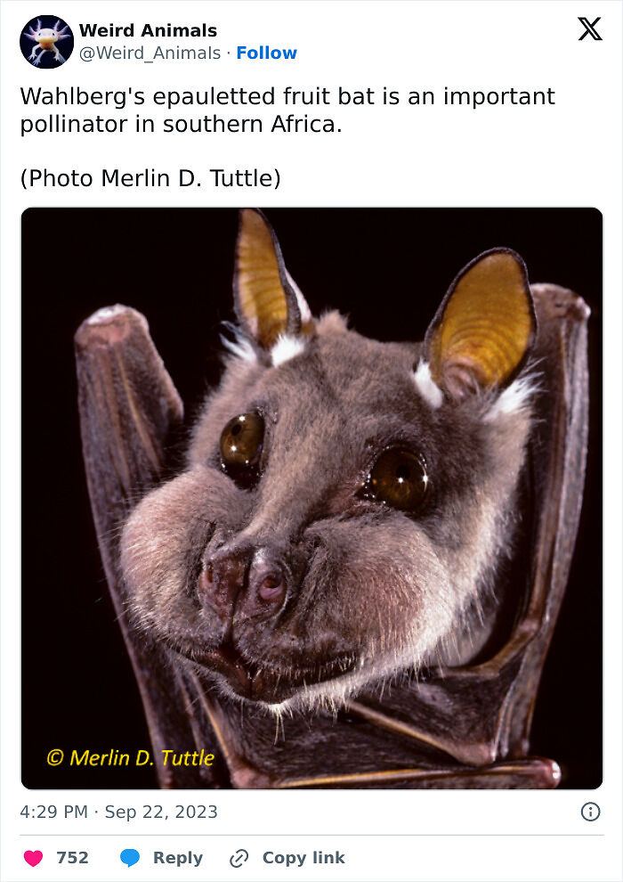 105 Fantastical Animals You Probably Won’t Believe Exist (New Pics) 105 Fantastical Animals You Probably Won’t Believe Exist (New Pics)