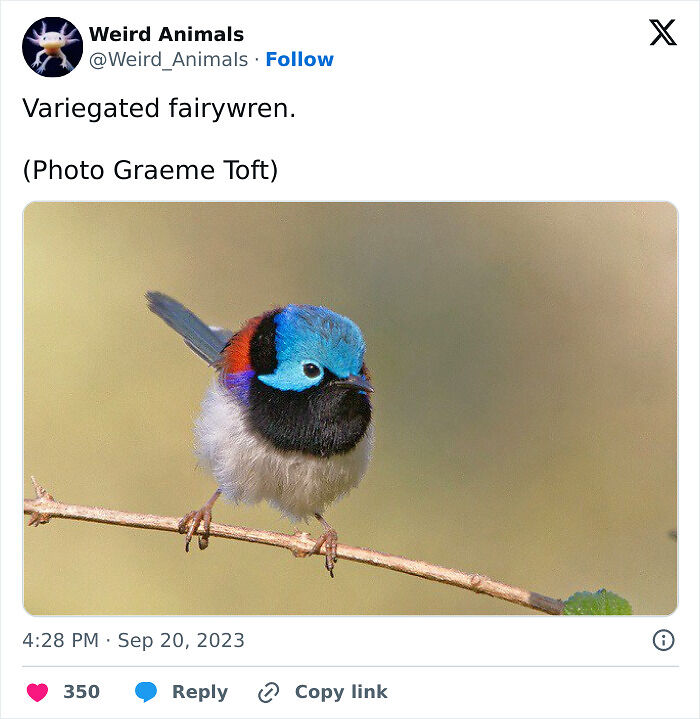 105 Fantastical Animals You Probably Won’t Believe Exist (New Pics) 105 Fantastical Animals You Probably Won’t Believe Exist (New Pics)