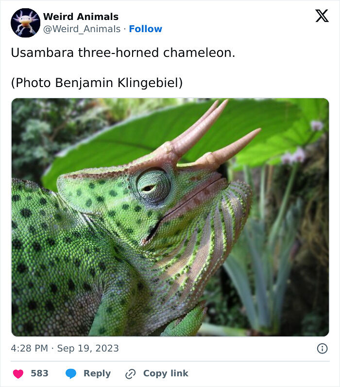105 Fantastical Animals You Probably Won’t Believe Exist (New Pics) 105 Fantastical Animals You Probably Won’t Believe Exist (New Pics)